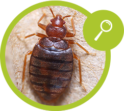 How to Identify a Bed Bug